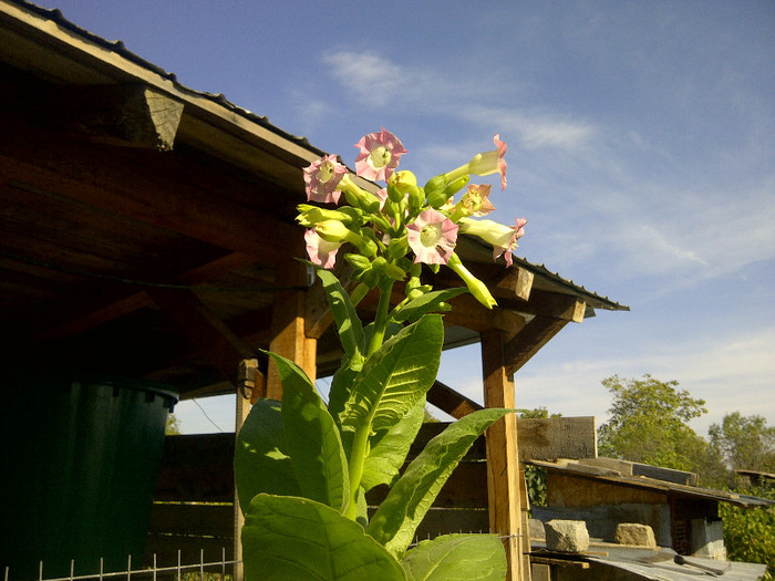 tutun - flori de gradina 2012