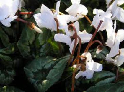 cyclamen - 2012 CICLAMEN