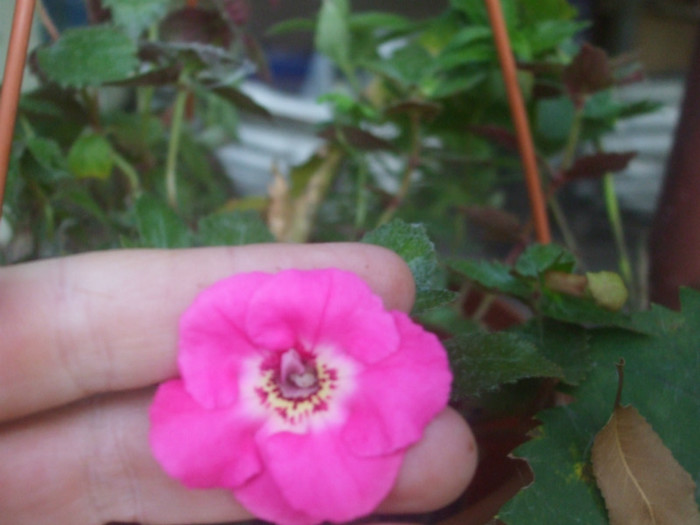 flori 2012 1323 - vara 2012
