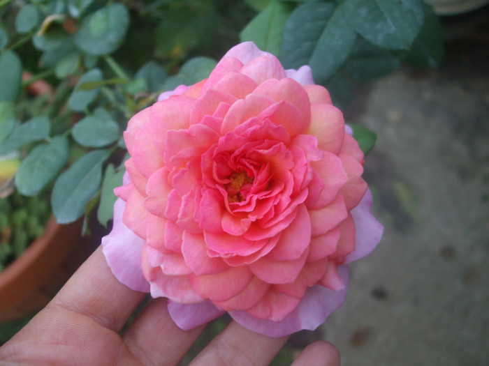 Florajet - vara 2012