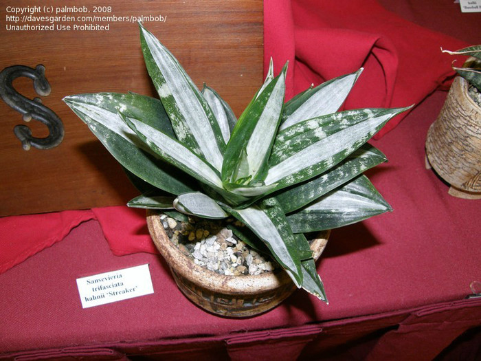 S. trifasciata  var. hahnii 'Streaker'