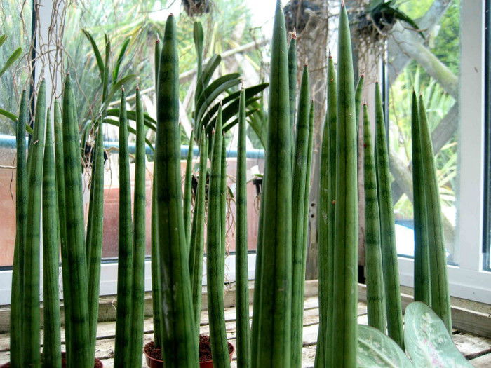 Sansevieria cylindrica
