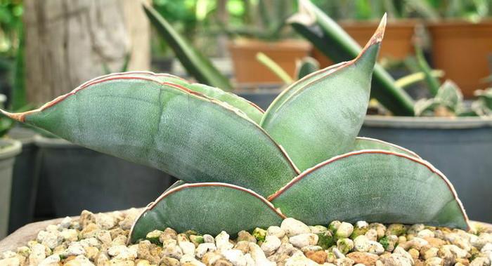Sansevieria ehrenbergii ' Banana'