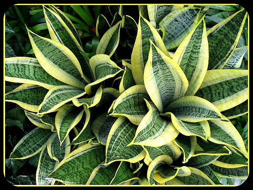 Sansevieria trifasciata ‘Golden Hahnii’