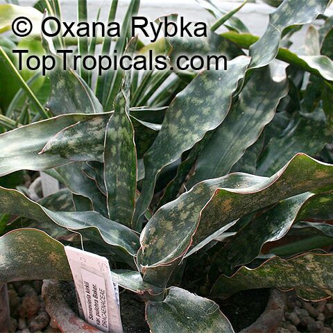 Sansevieria_kirkii1143_OR
