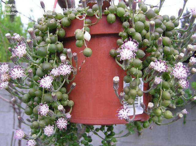 Senecio  rowleyanus