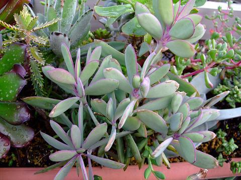 Senecio crassissimus