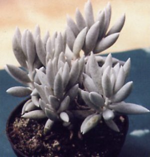 senecio_haworthii - Wish list