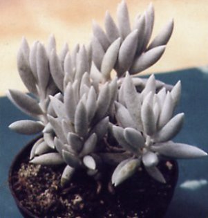 senecio_haworthii