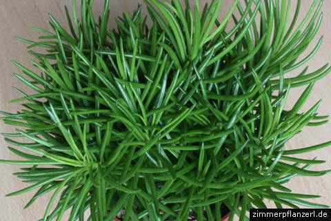 senecio-himalaya - Wish list