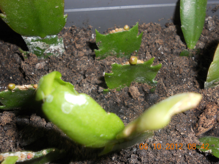 DSCN2054 - Schlumbergera 2012-2013