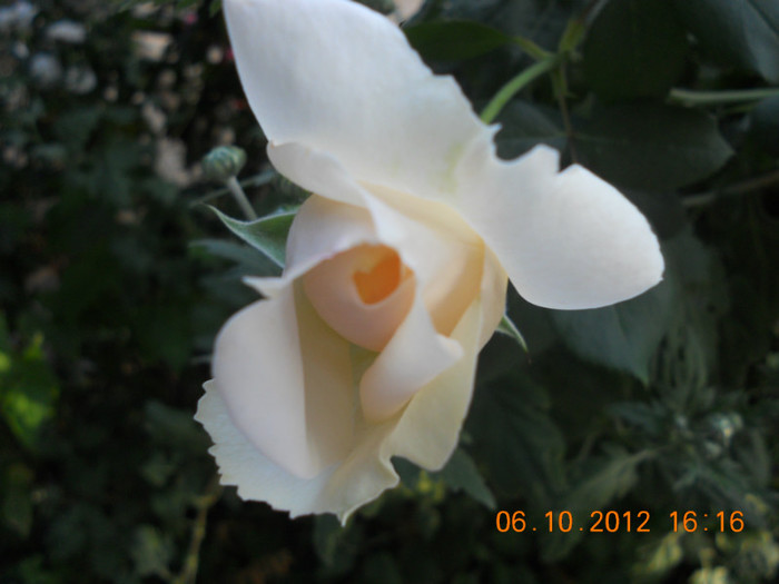 DSCN2079