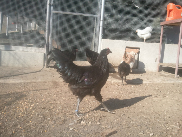 2012-10-07 10.57.47 - Australorp