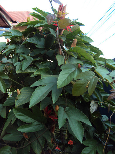 DSC00990