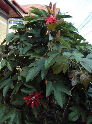 DSC00992 - Passiflora