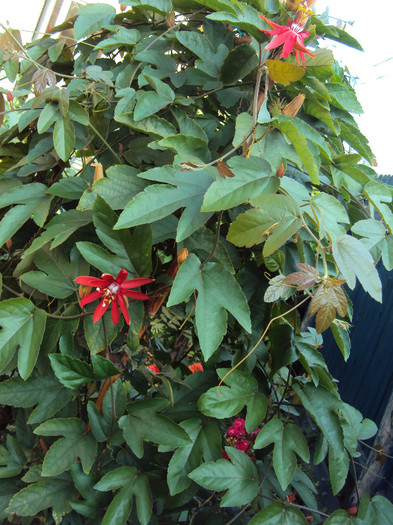 DSC00994 - Passiflora