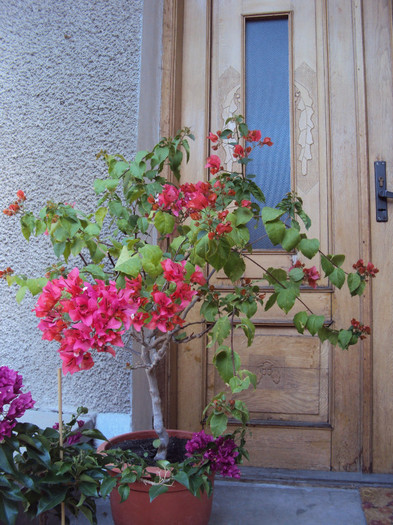 un copac cu flori... - Bougainvillea- un nou sezon