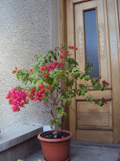 copacelul meu iubit - Bougainvillea- un nou sezon