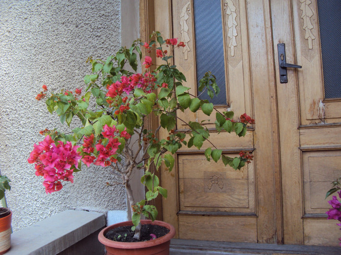 cadoul meu de Paste - Bougainvillea- un nou sezon