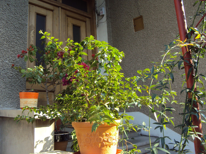 Alexandra cea lenesa - Bougainvillea- un nou sezon