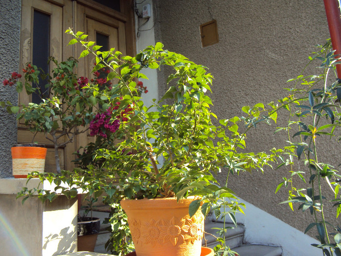 acum are ceva mugurasi minusculi - Bougainvillea- un nou sezon
