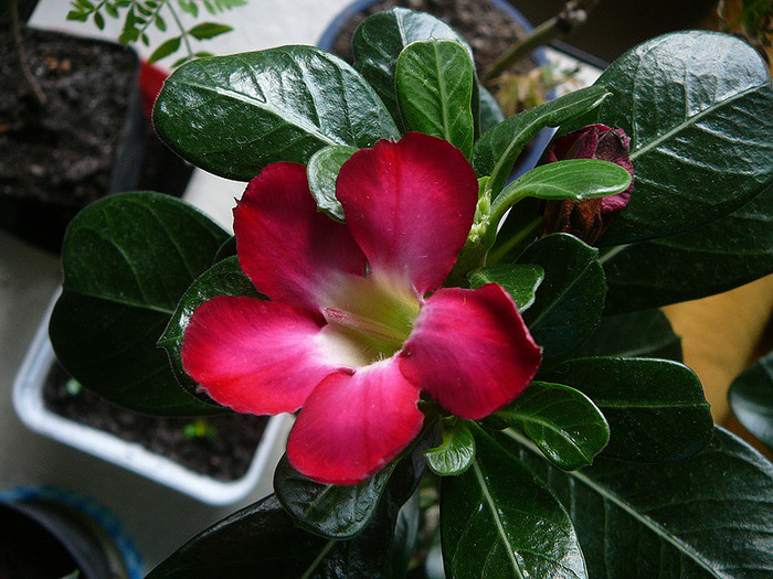 2 - Adenium obesum Anouk