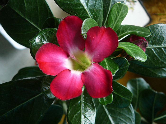 3 - Adenium obesum Anouk