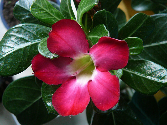 4 - Adenium obesum Anouk