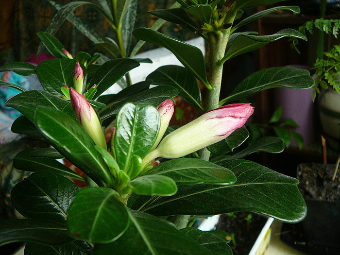 5 - Adenium obesum Anouk