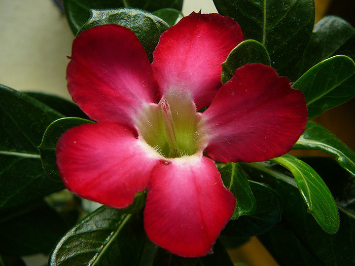 6 - Adenium obesum Anouk