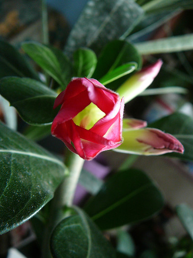 7 - Adenium obesum Anouk