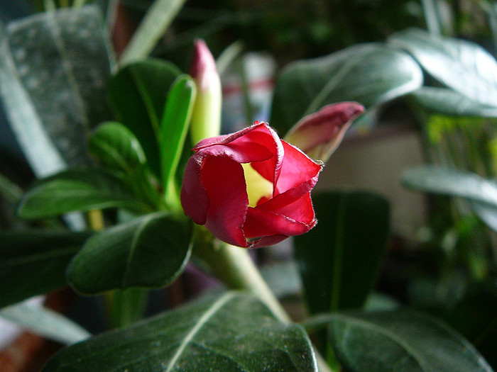 8 - Adenium obesum Anouk