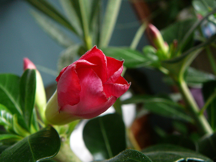 9 - Adenium obesum Anouk