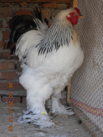 cocos 2