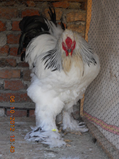 cocos 2