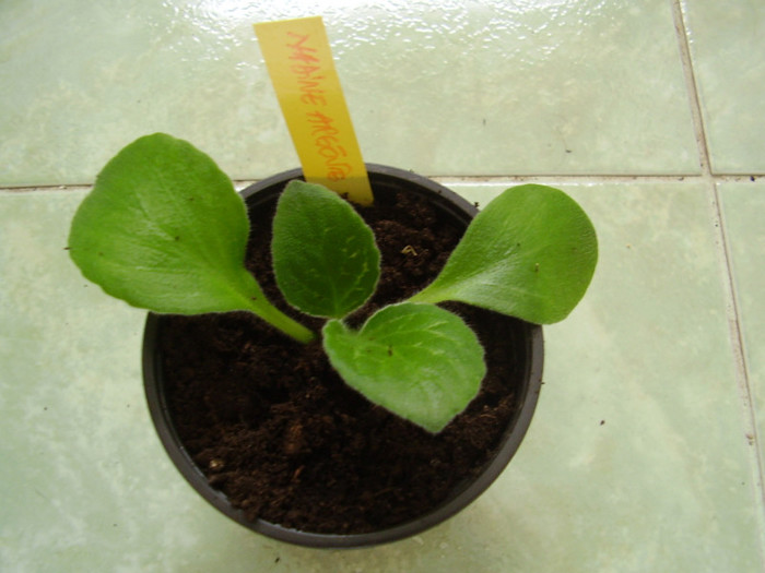 CHIRITA NADINE ARGENTE