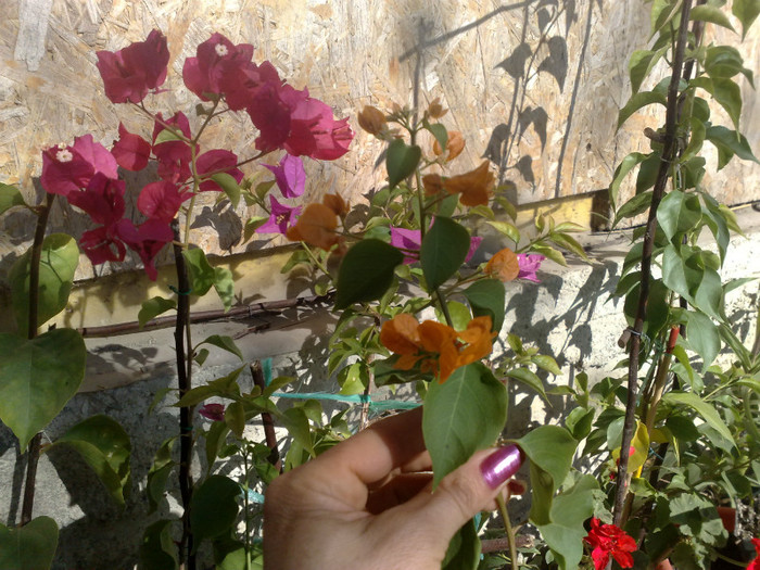 22 - BOUGAINVILLEA