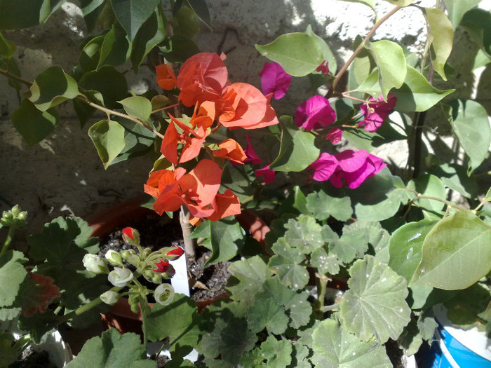 58 - BOUGAINVILLEA