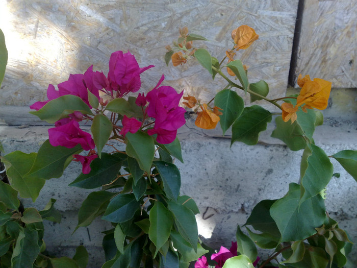19 - BOUGAINVILLEA