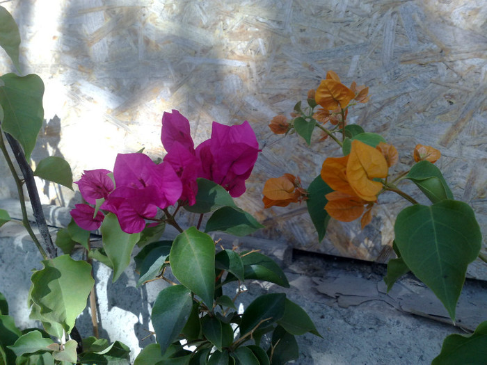 20 - BOUGAINVILLEA