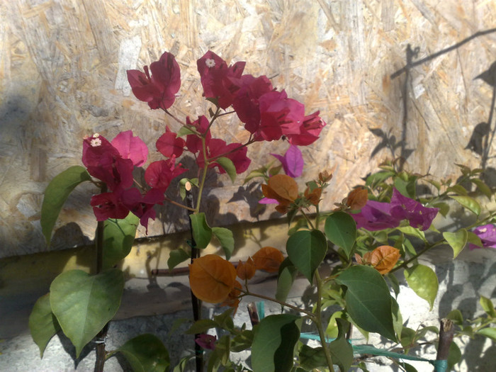 21 - BOUGAINVILLEA