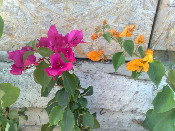 59 - BOUGAINVILLEA