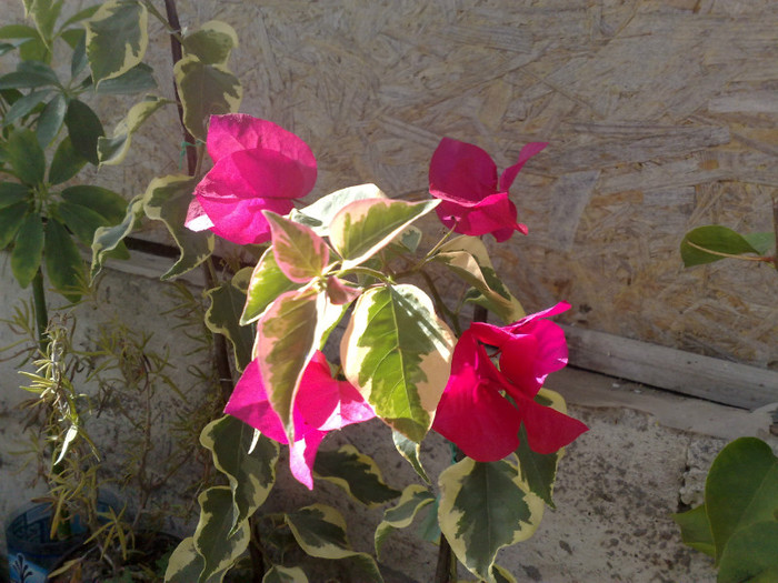 60 - BOUGAINVILLEA