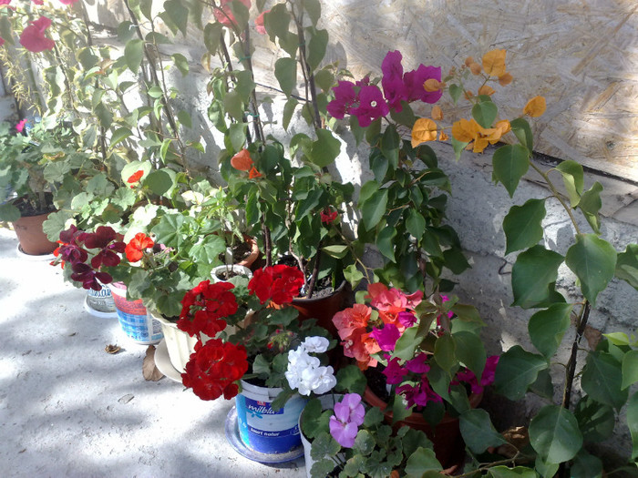 64 - BOUGAINVILLEA