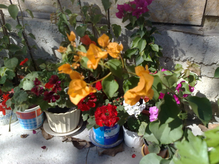08 - BOUGAINVILLEA