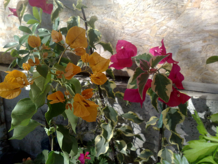 09 - BOUGAINVILLEA