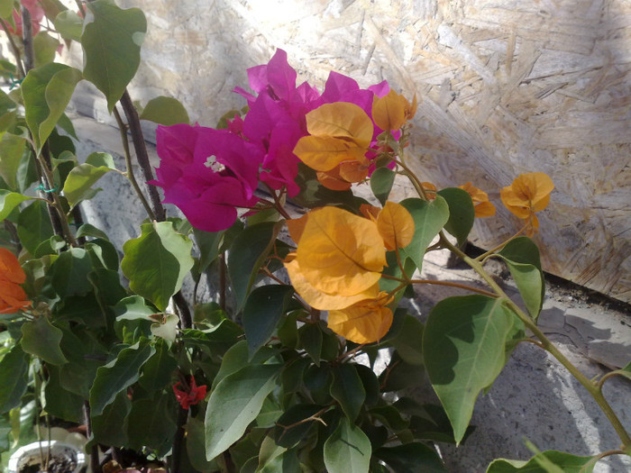 14 - BOUGAINVILLEA