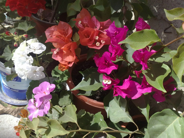 15 - BOUGAINVILLEA