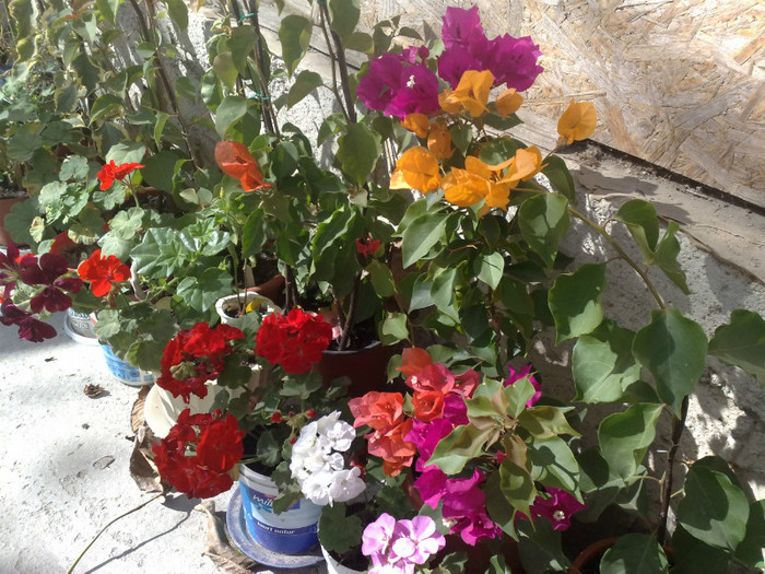 20 - BOUGAINVILLEA