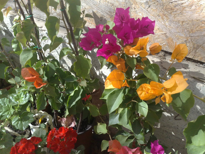 21 - BOUGAINVILLEA